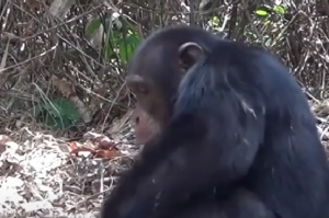 Los chimpancés muestran habilidades únicas al romper nueces