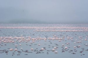 El mal estado de Doñana afecta negativamente a las aves acuáticas de toda Europa
