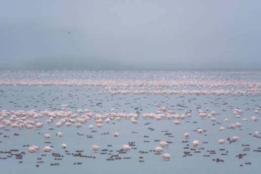 El mal estado de Doñana afecta negativamente a las aves acuáticas de toda Europa