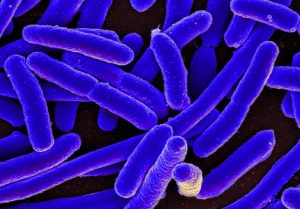 Las bacterias modifican sus ribosomas para esquivar a los antibióticos