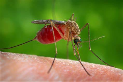 Los veterinarios de Baleares tratarán la situación del virus del Nilo en España y el papel de Baleares