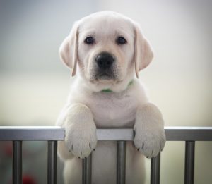 Max, el nombre de perro preferido por los riojanos en 2024