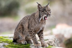 Muere atropellado un lince ibérico en el entorno de Doñana y la cifra en la zona se eleva a 13 en 2024