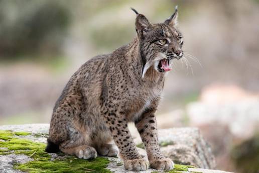 Muere atropellado un lince ibérico en el entorno de Doñana y la cifra en la zona se eleva a 13 en 2024