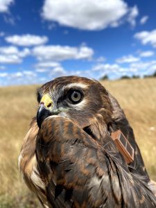 GREFA lanza el proyecto LIFE SOS Pygargus para salvar al aguilucho cenizo