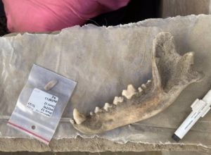 Humanos y perros ya vivían juntos en América hace 12.000 años