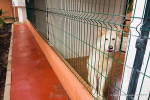 El Ayuntamiento de Cartagena subvenciona a ANIMUR para fomentar la adopción de animales de compañía abandonados