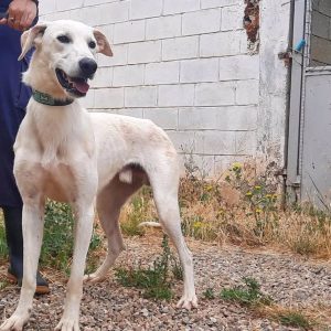  La DPZ anima a adoptar alguno de los perros del centro de protección animal de Movera durante estas fechas