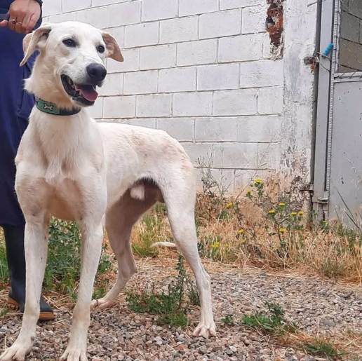  La DPZ anima a adoptar alguno de los perros del centro de protección animal de Movera durante estas fechas
