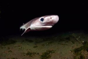 Un nuevo estudio revela que la sobrepesca ha reducido a la mitad las poblaciones de tiburones y rayas desde 1970