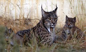 La Junta destaca el "éxito" de Andalucía en la conservación del lince ibérico, con "extraordinarios resultados"
