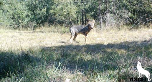  La Generalitat detecta dos lobos en la comarca del Alt Empordà (Girona)