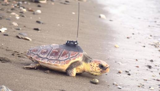  Premian una campaña de Elche para saber cómo actuar en playas ante rastros de tortuga boba