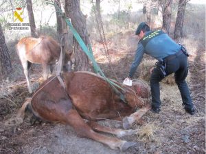 Investigan a un vecino de Tudela (Valladolid) por dejar morir a una yegua atada a un árbol durante varios días