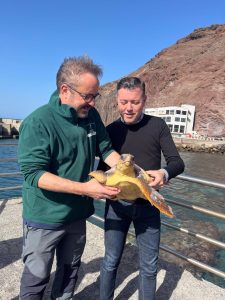 Liberan dos tortugas en la costa de Gáldar (Gran Canaria) que fueron recuperadas en el centro de Tafira
