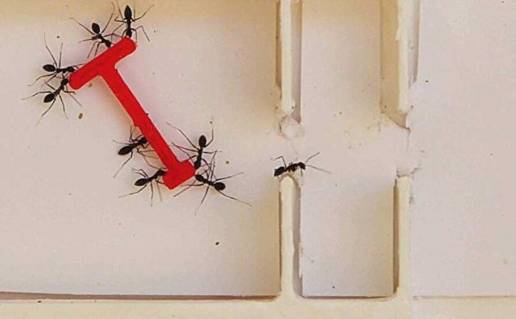 Las hormigas superan a los humanos resolviendo problemas en grupo