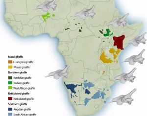 Las cuatro especies de jirafa tienen cráneos distintivos