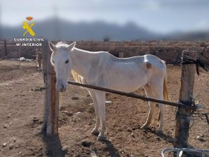 Dos investigados por maltrato animal en una finca donde había dos caballos muertos