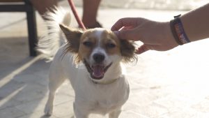 Los jiennenses piden más espacios para mascotas en la capital, según una encuesta del Ayuntamiento