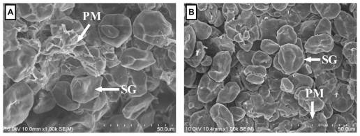 Tratamiento del maíz con ácido láctico retrasando la degradación ruminal in vitro sin comprometer la fermentación: un estudio de seguimiento biológico y morfológico