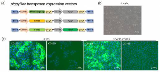 Susceptibilidad y replicación dependiente de sialoadhesina de los virus del síndrome respiratorio y reproductivo porcino en células que expresan CD163