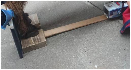 Mediciones radiográficas de la pezuña en burros generalmente sanos, con énfasis en las extremidades delanteras