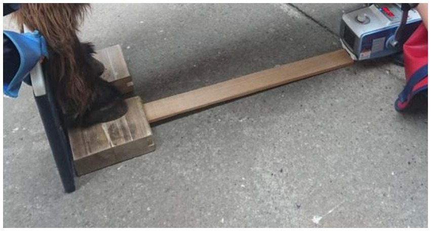 Mediciones radiográficas de la pezuña en burros generalmente sanos, con énfasis en las extremidades delanteras