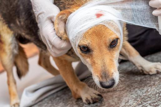 Preparación de las mascotas y su gente: oportunidad para que los equipos veterinarios promuevan la preparación para desastres en sus comunidades