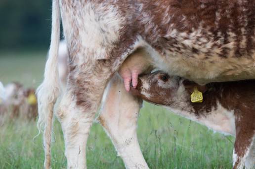 Los estafilococos fecales no aureus son una causa potencial de infección intramamaria bovina