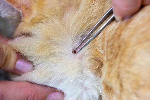 Una investigación molecular revela tres micoplasmas hemotrópicos en gatos y tres especies de garrapatas en China