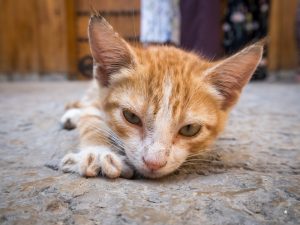 Investigada una mujer por tener 24 gatos en estado de abandono en Las Palmas de Gran Canaria