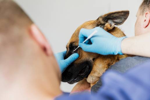 Estudios de asociación de todo el genoma con el prolapso de la glándula del tercer párpado en perros