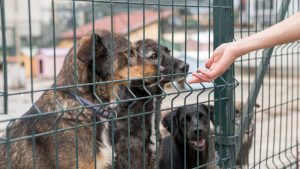 Adjudicada la gestión del Centro de Acogida Temporal de Animales a Red Ayuda Animal de Calahorra