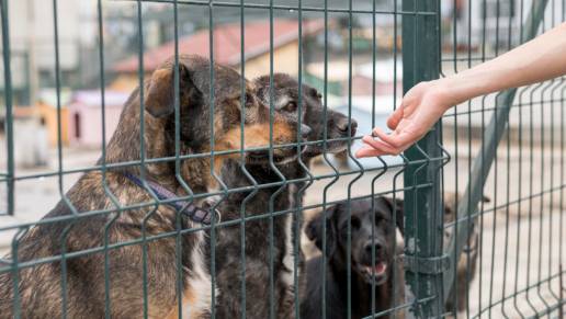 Adjudicada la gestión del Centro de Acogida Temporal de Animales a Red Ayuda Animal de Calahorra