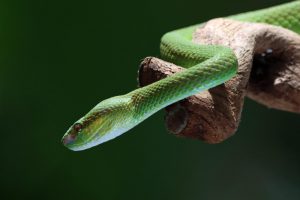 Proteínas diseñadas con IA neutralizan toxinas de serpientes