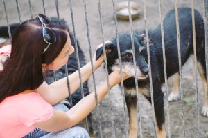 El Centro de Protección Animal de la Diputación de Pontevedra rescató a 1.264 animales el año pasado