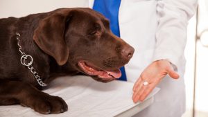 La Real Sociedad Canina de España se une en bloque con los veterinarios frente al nuevo sistema de control de antibióticos