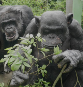 Las ganas de orinar también se contagian entre chimpancés