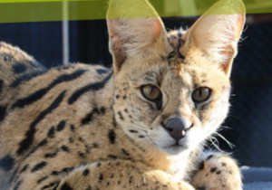 AAP rescata a casi un cuarto de animales más en 2024 