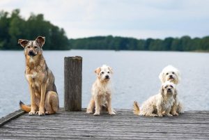 Los cráneos de la mayoría de las razas de perro son similares