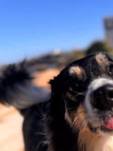 Bezana creará un parque canino junto al centro de salud y otro en Soto de la Marina