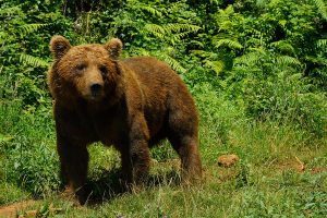 Desarrollo Rural y la Mesa del Oso Pardo abordan la elaboración de un protocolo de ejemplares "problemáticos"