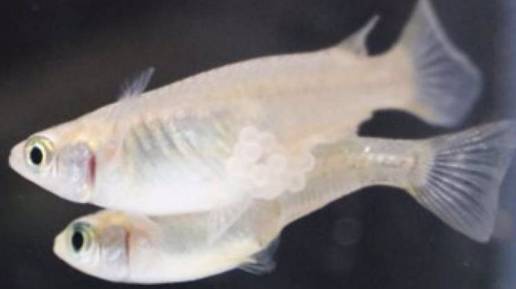 Los machos de los peces medaka liberan esperma 19 veces al día