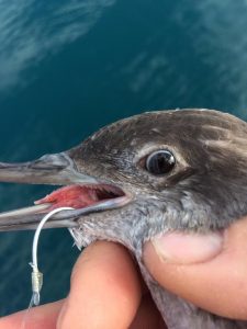 Investigan en Galicia medidas para frenar la mortalidad de aves marinas en artes de pesca
