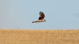 Un proyecto europeo con la participación de la UMU persigue frenar la extinción del aguilucho cenizo en la Península