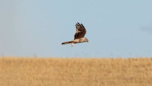 Un proyecto europeo con la participación de la UMU persigue frenar la extinción del aguilucho cenizo en la Península