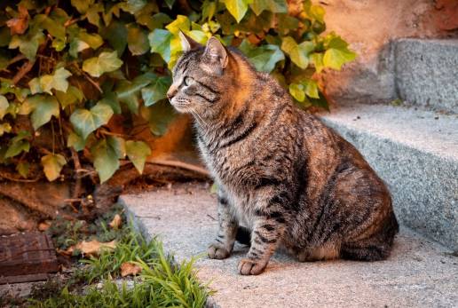 El Ayuntamiento de Málaga inicia las obras de ampliación y reforma del Centro de Protección Animal