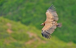 El Refugio de Rapaces de Montejo (Segovia) cumple 50 años como una de las mayores colonias de buitre leonado