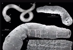 Fósiles revelan la evolución temprana del sistema nervioso animal