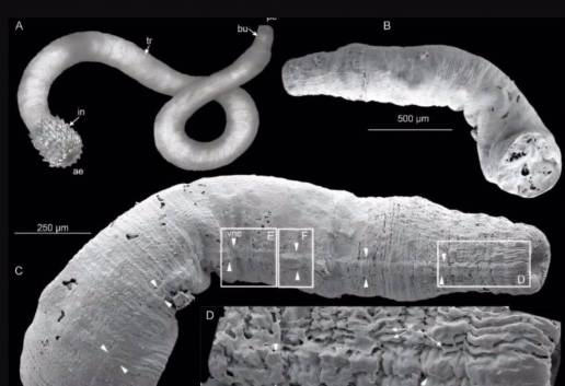 Fósiles revelan la evolución temprana del sistema nervioso animal